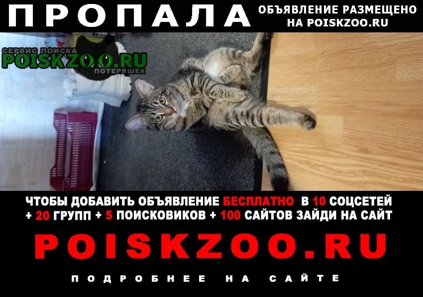 Белгород Пропал кот помогите пожалуйста найти котика