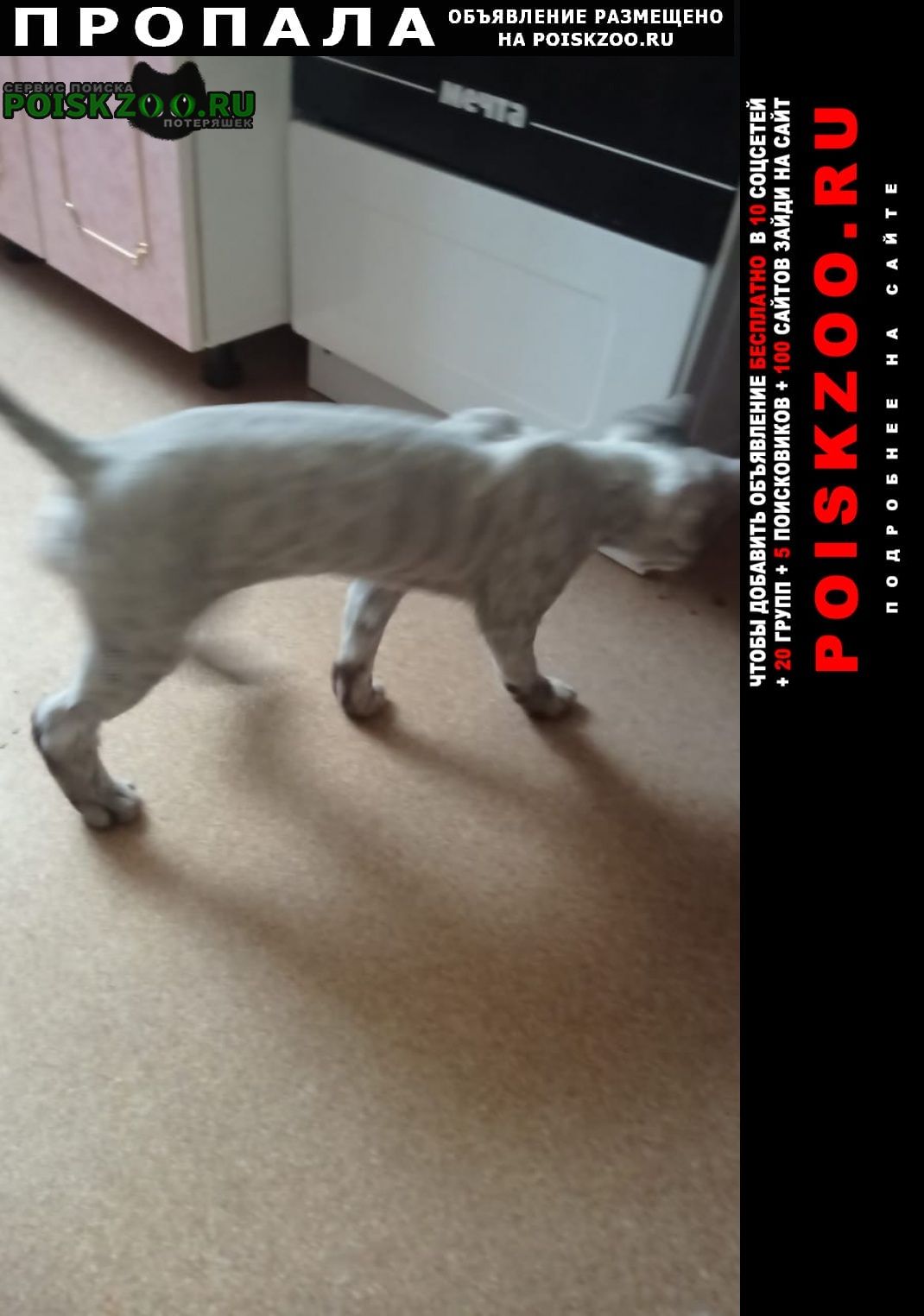 Пропала кошка светло серый кот Сургут