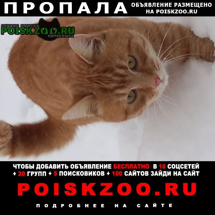 Пропал кот рыжий Жуковка Брянская обл.