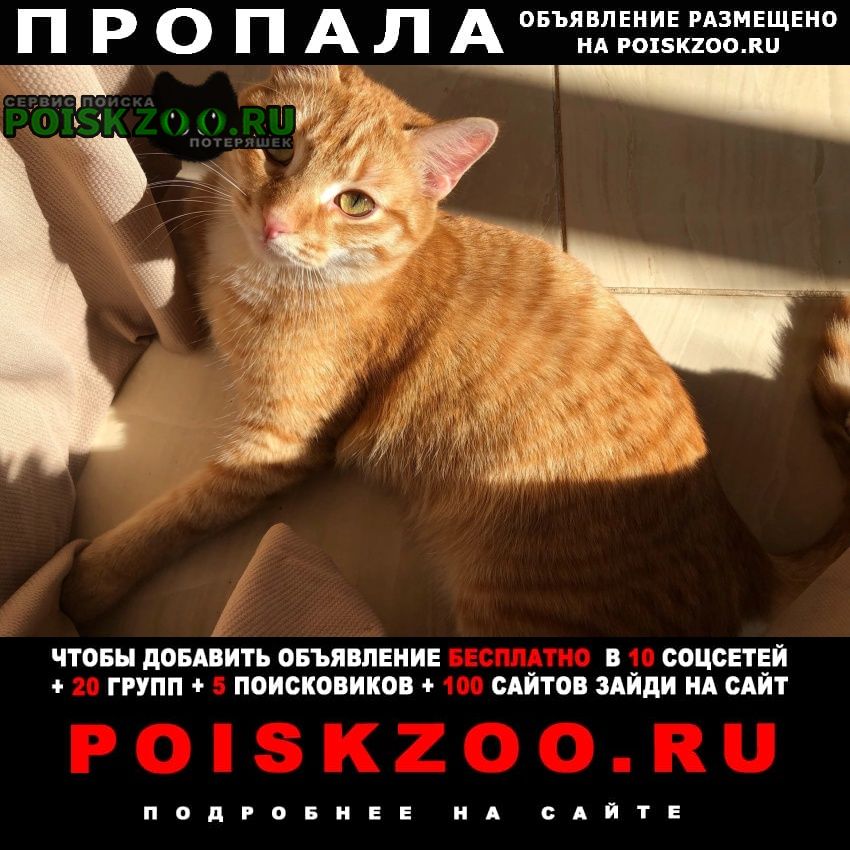 Белоярский (Свердловская обл.) Пропал кот самый лучший кот на свете