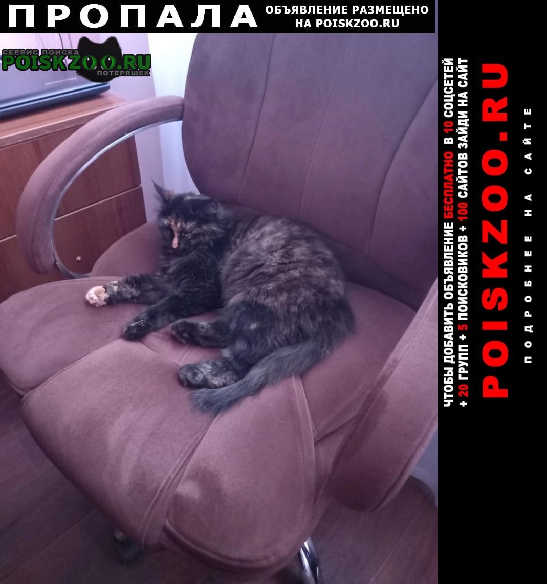 Пропала кошка Луганск