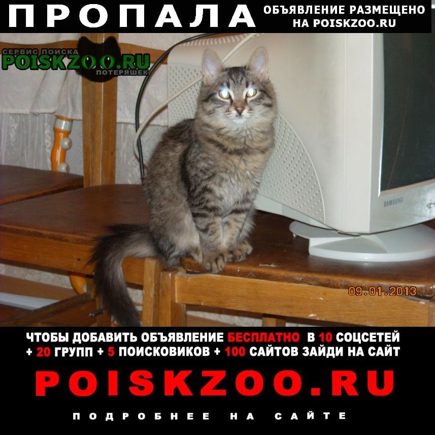 Пропал кот Соликамск