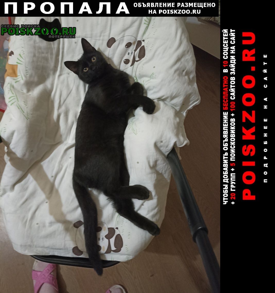 Сочи Пропал кот чёрный котик