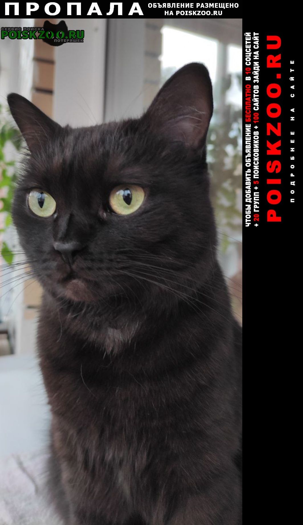 Пропал кот черный кот Томск