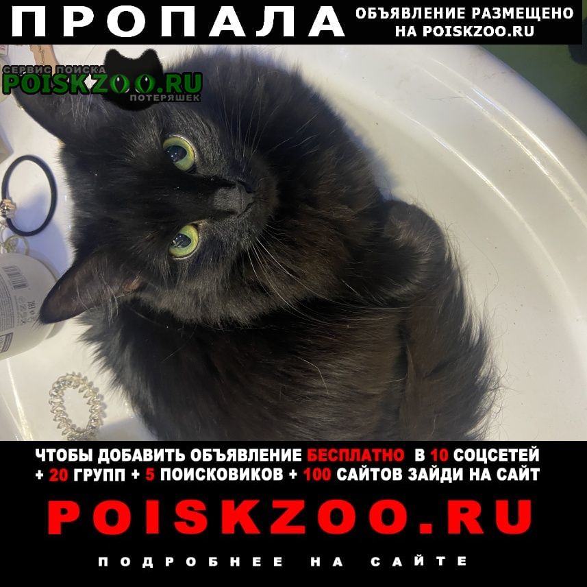 Пропала кошка в мкрн звягино Пушкино