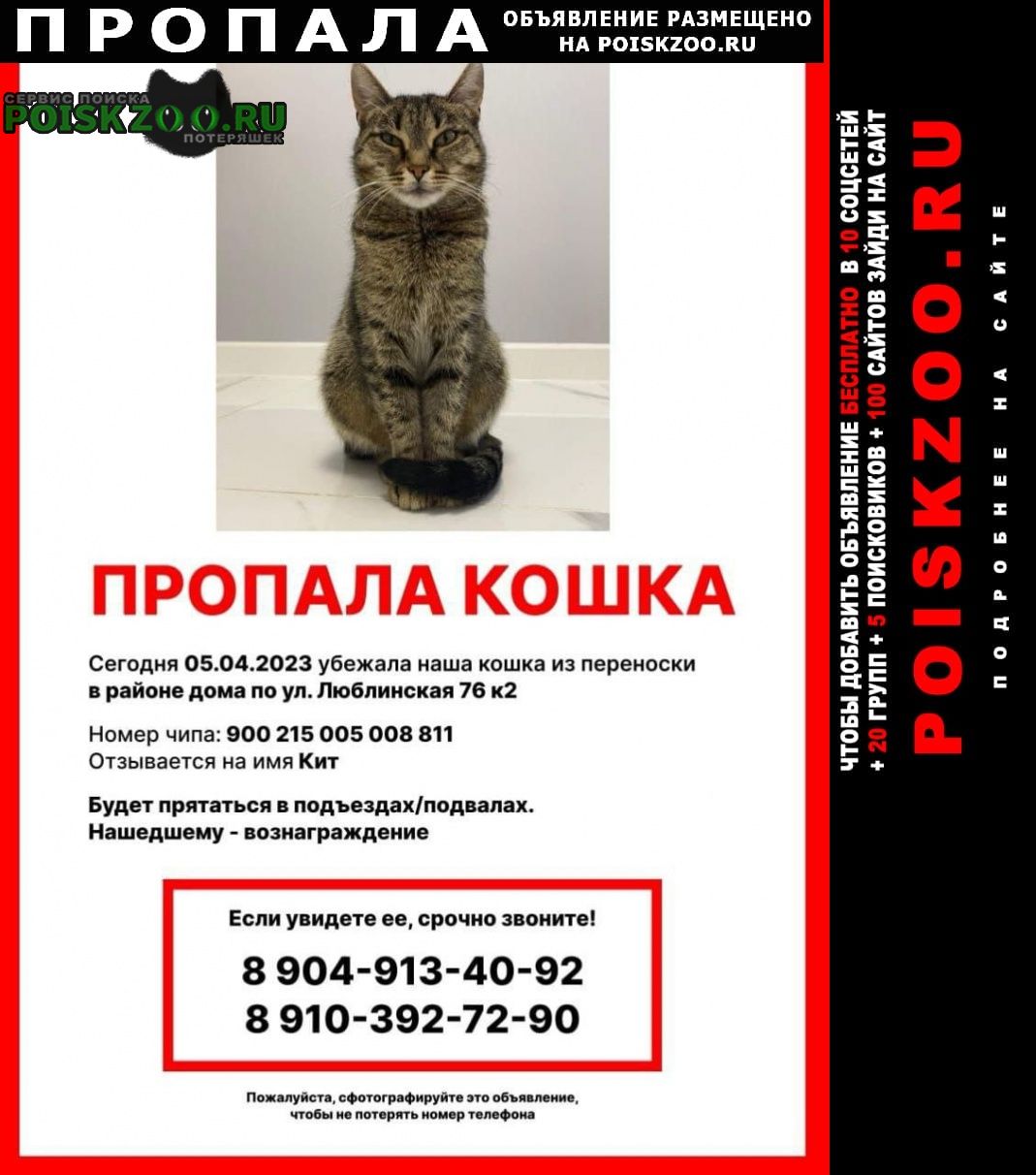 Москва Пропала кошка вознаграждение 5000