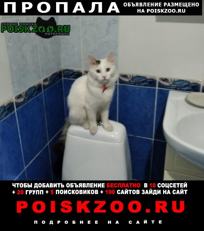 Балаково Пропал кот