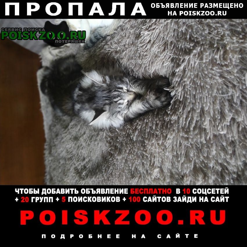 Апрелевка Пропал кот породы мейн-кун, серый пушист