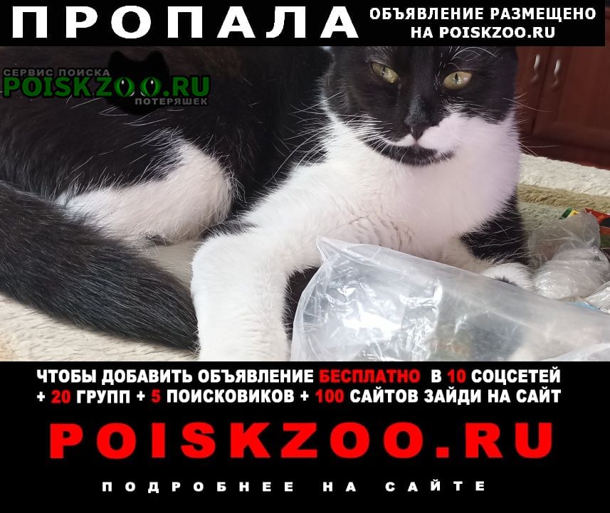 Курск Пропала кошка 10. 04. 2023