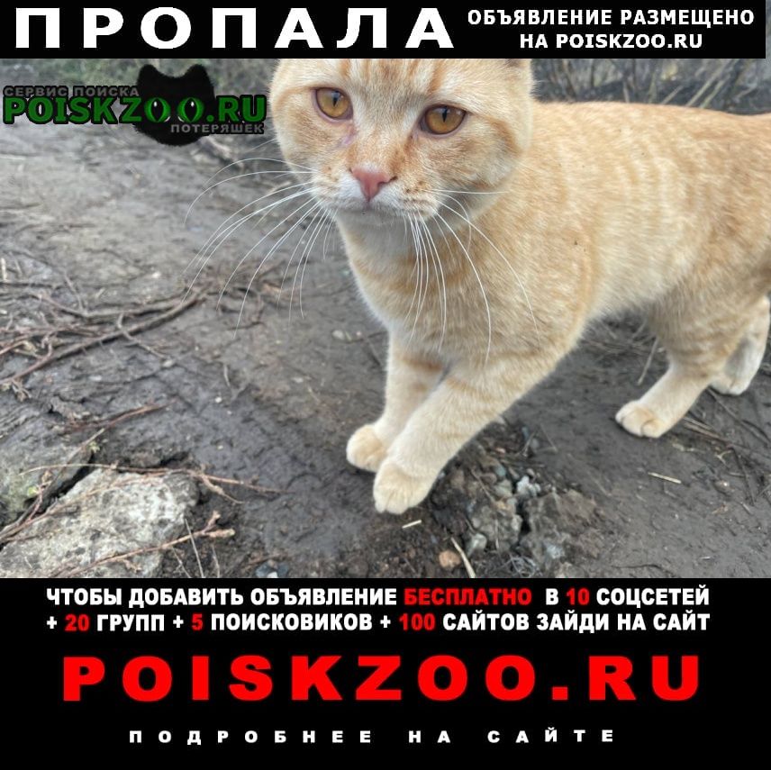 Пропал кот рыжий кот Аксай (Ростовская обл.)
