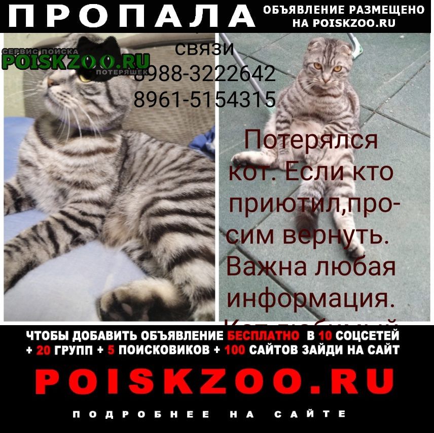 Пропал кот британец вислоухий в гайдуке Новороссийск