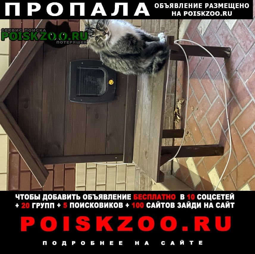 Валуево Пропал кот пушок