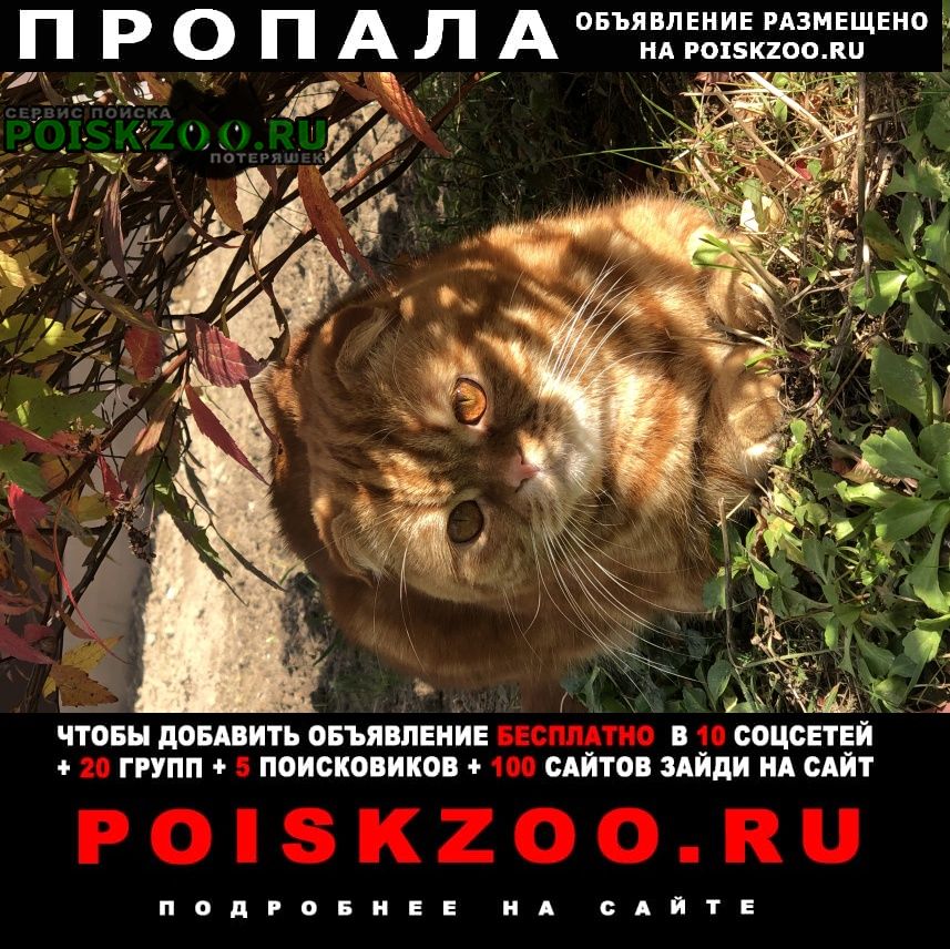 Жилево Пропал кот