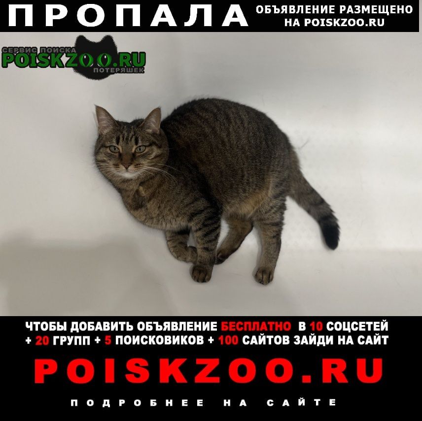 Пропала кошка никитские поляны Домодедово