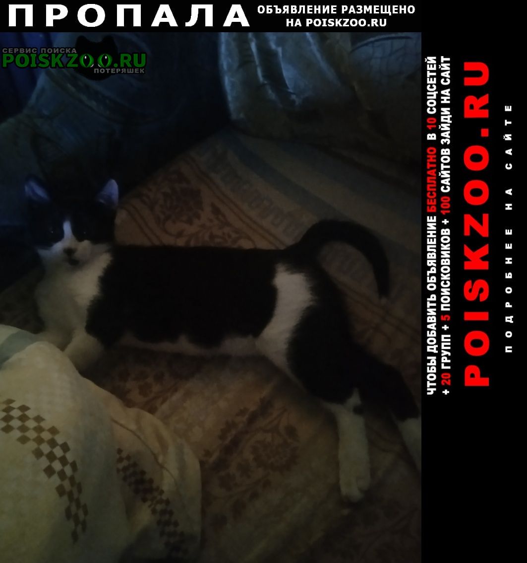 Красный Сулин Пропал кот помогите вернуть котика домой