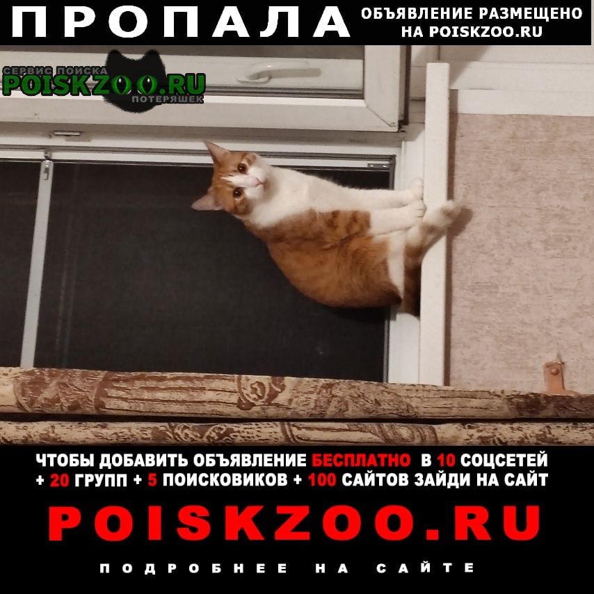Буденновск Пропала кошка кот по кличке кекич