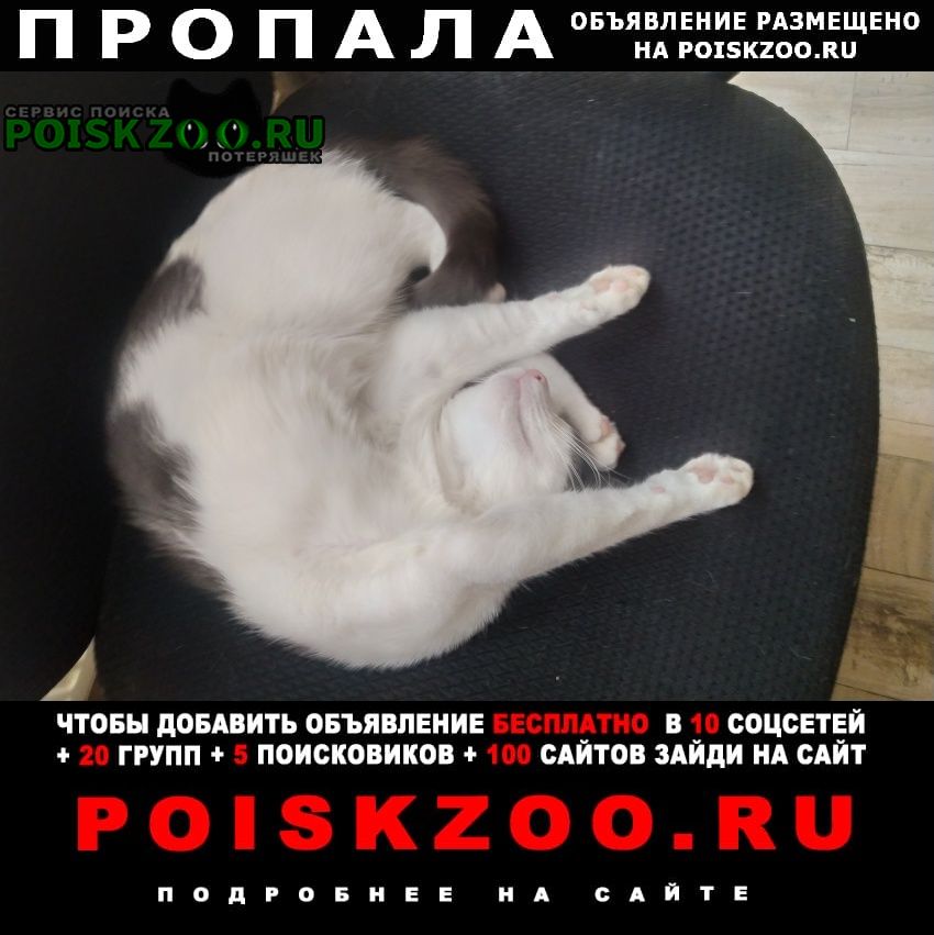 Пропала кошка бело серый, в сети канонерец, Санкт-Петербург