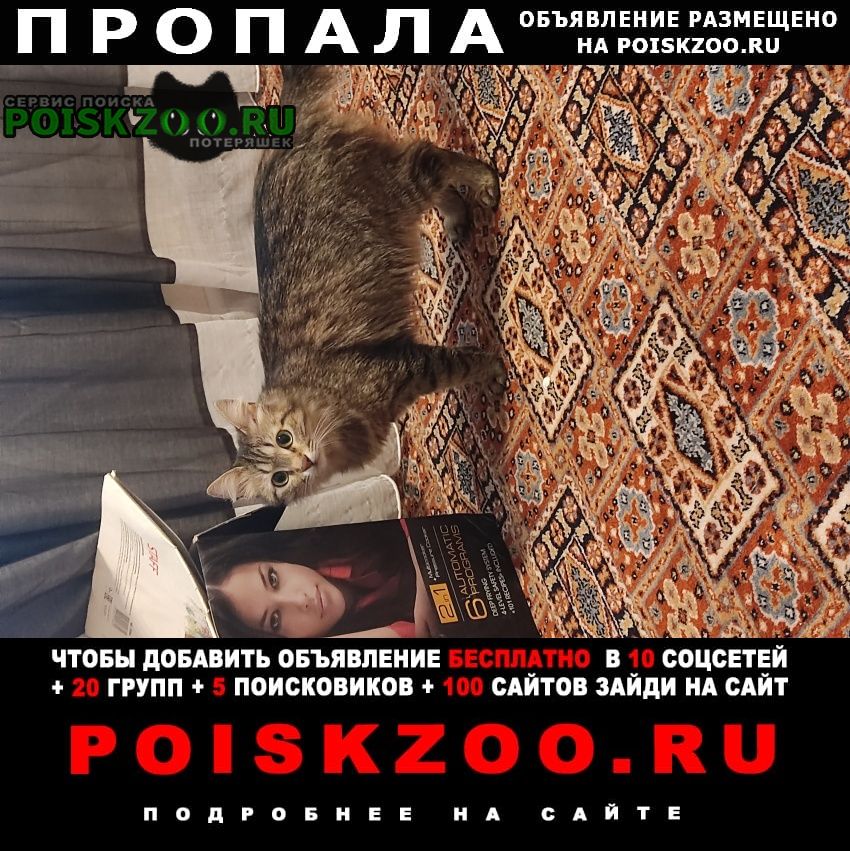 Пропала кошка Казань