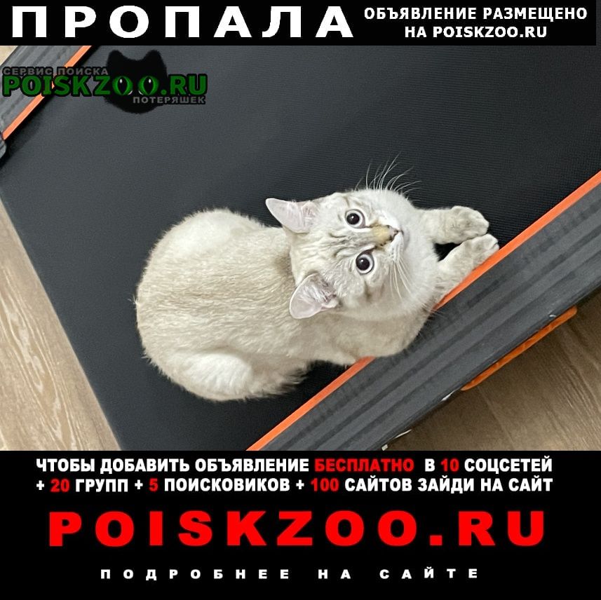 Актобе (Актюбинск) Пропала кошка зовут рио, девочка. около 8-9 месяцев