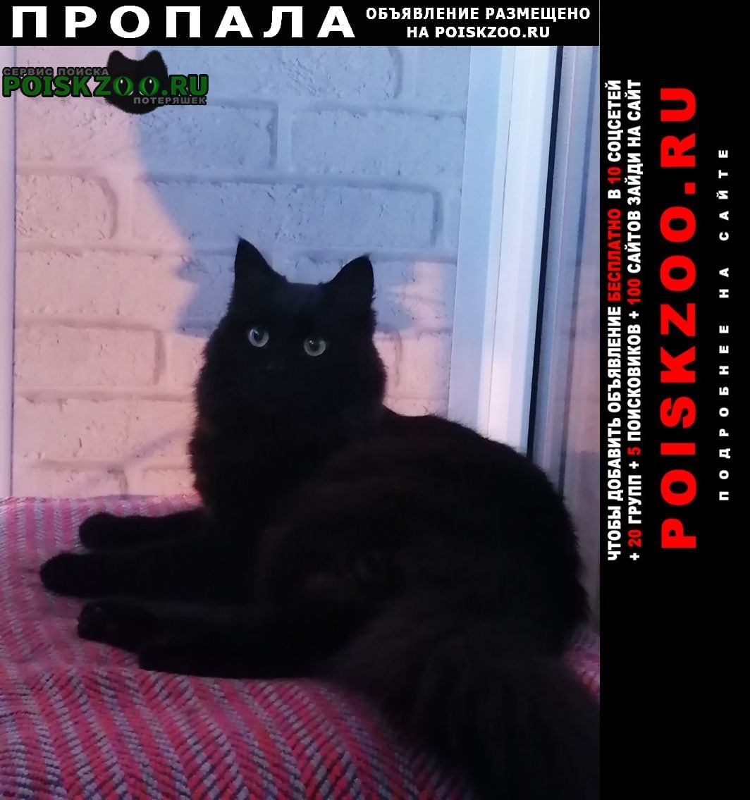 Пропал кот любимый кот Новомосковск