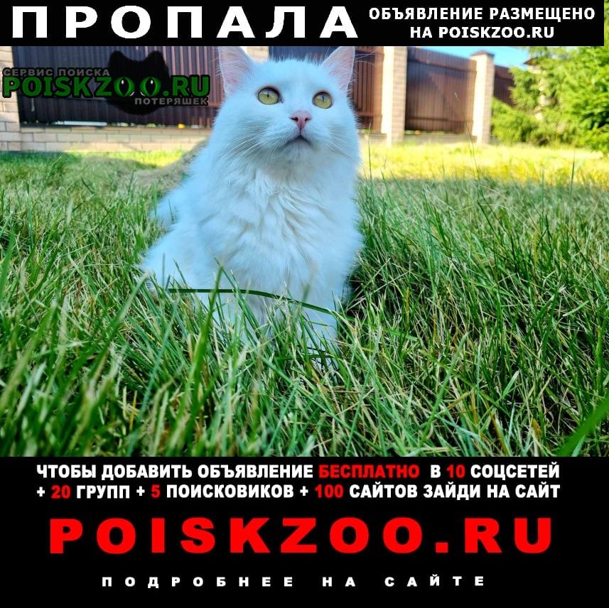 Екатеринбург Пропал кот белый кот большое седельниково