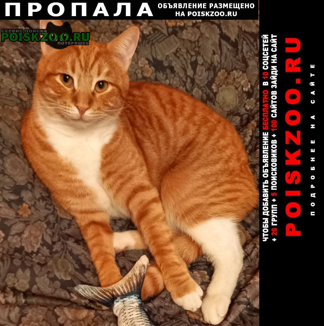 Пропал кот рыжий с белым 2 года Москва