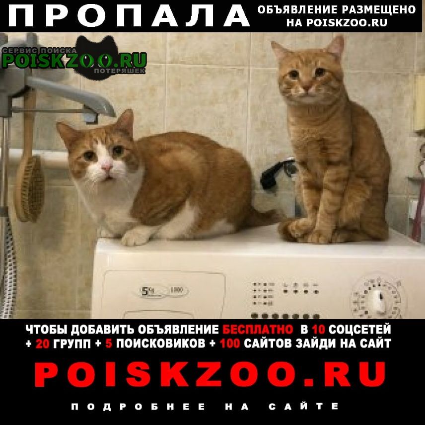 Пропал кот и 2 кота Москва