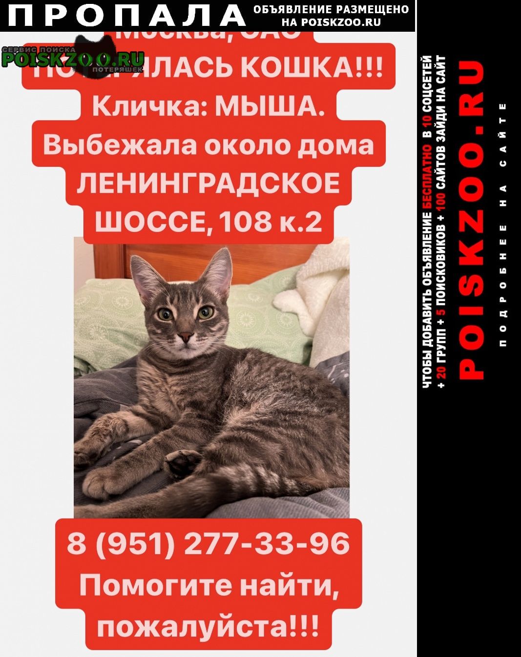 Москва Пропала кошка, сао, метро беломо