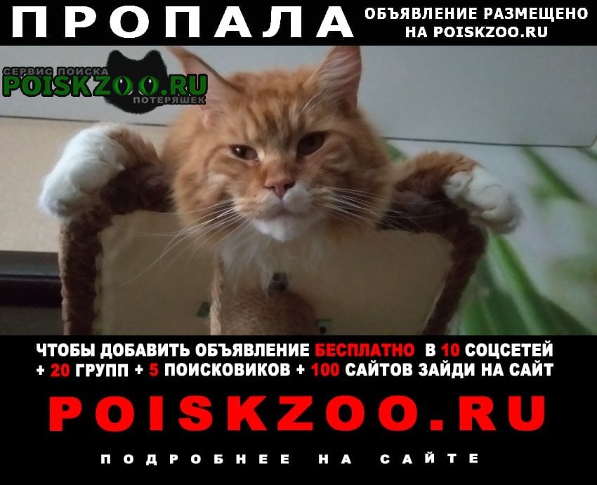 Сердобск Пропал кот мейн-кун