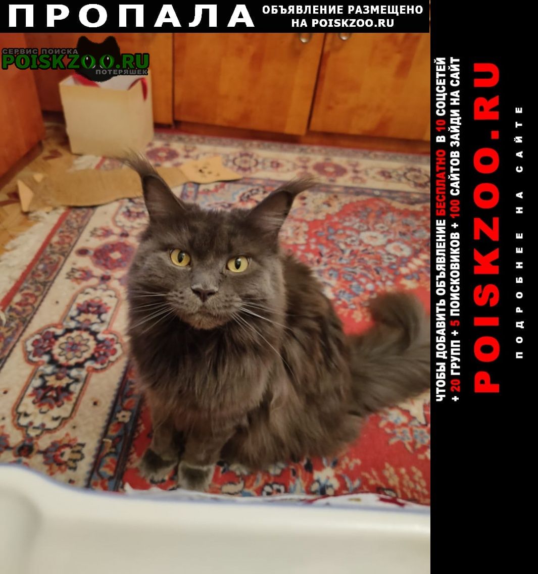 Правдинский Пропала кошка мейнкун 10 лет, стерилизованная