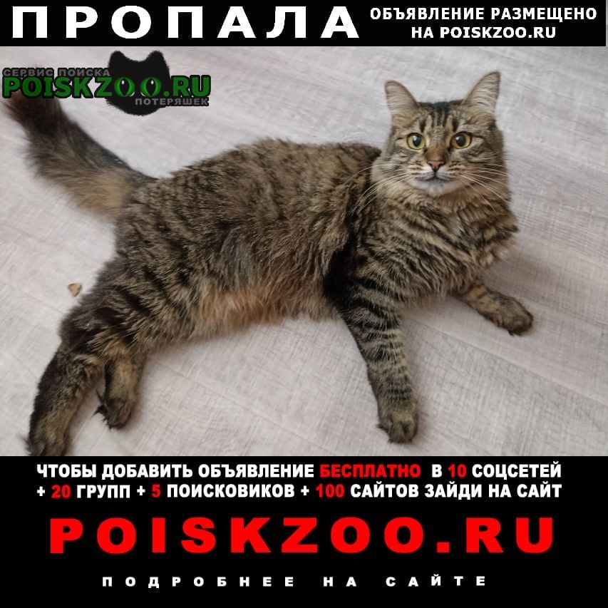 Пропала кошка Архангельск