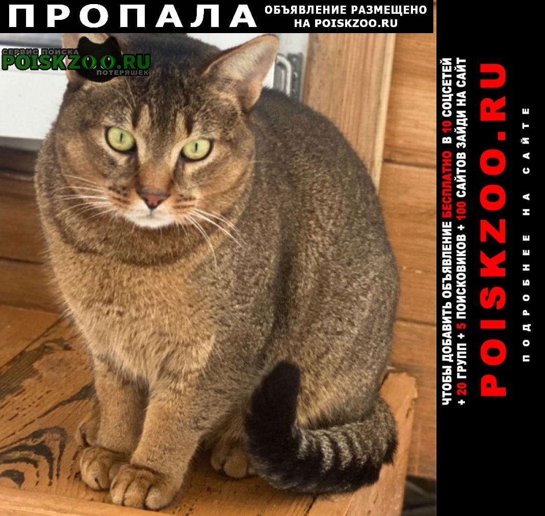 Москва Пропал кот, как болотная рысь