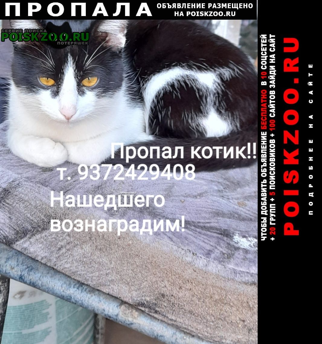 Саратов Пропал котик 6 мая, на ул зеленой 66а
