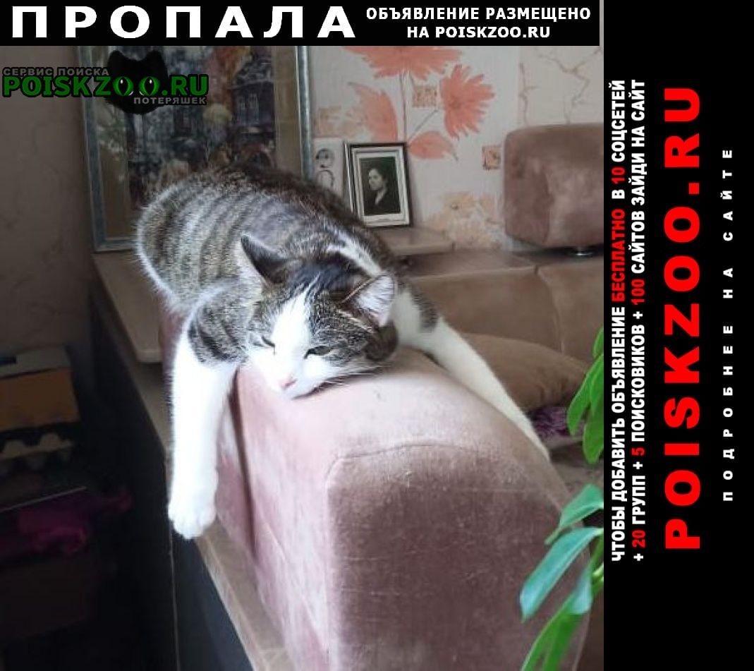 Ангарск Пропала кошка помогите найти за вознаграждение