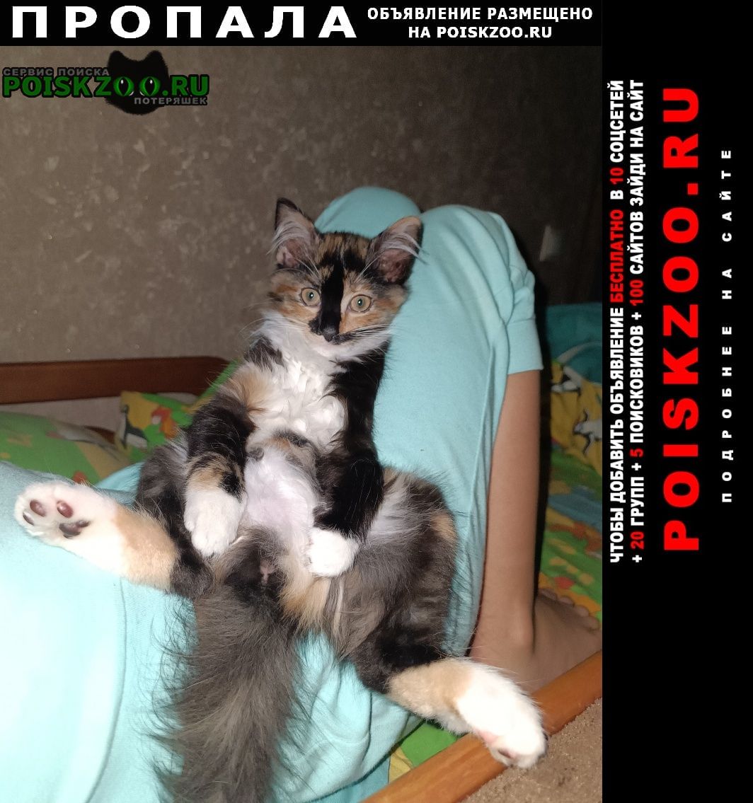 Пропала кошка трёхцветная Домодедово