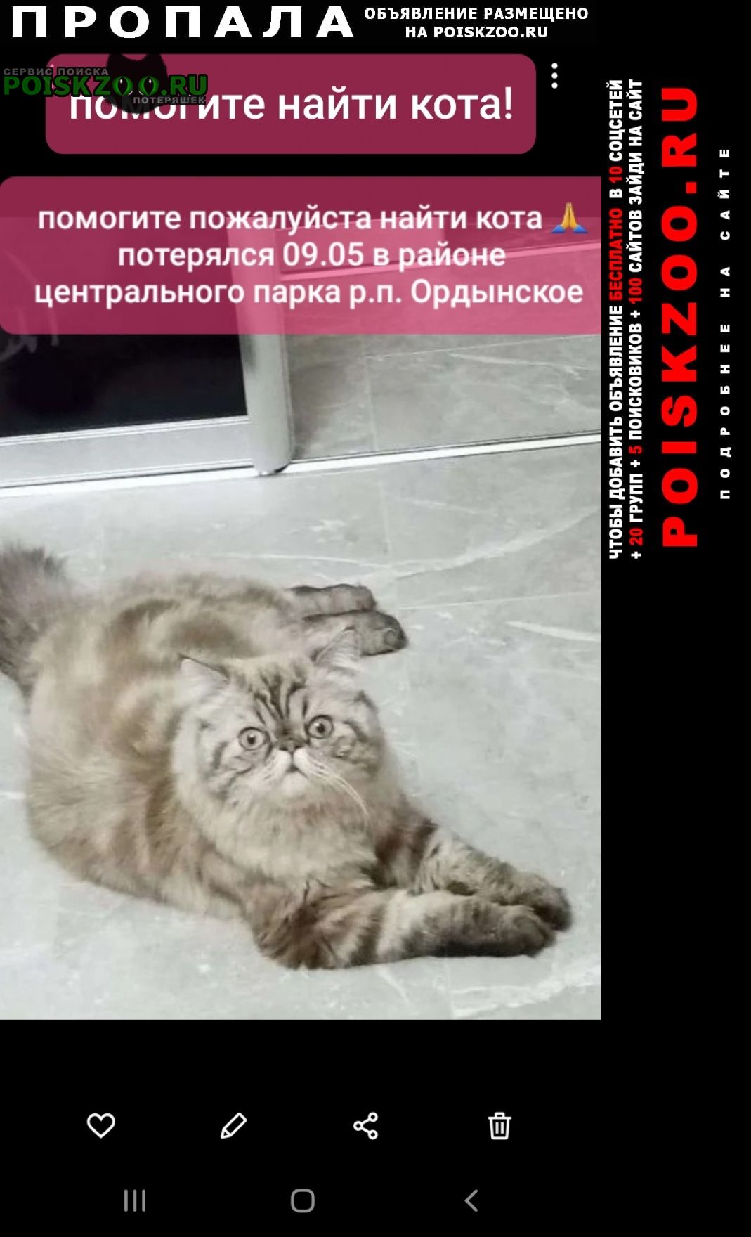 Пропал кот персидский кот Ордынское