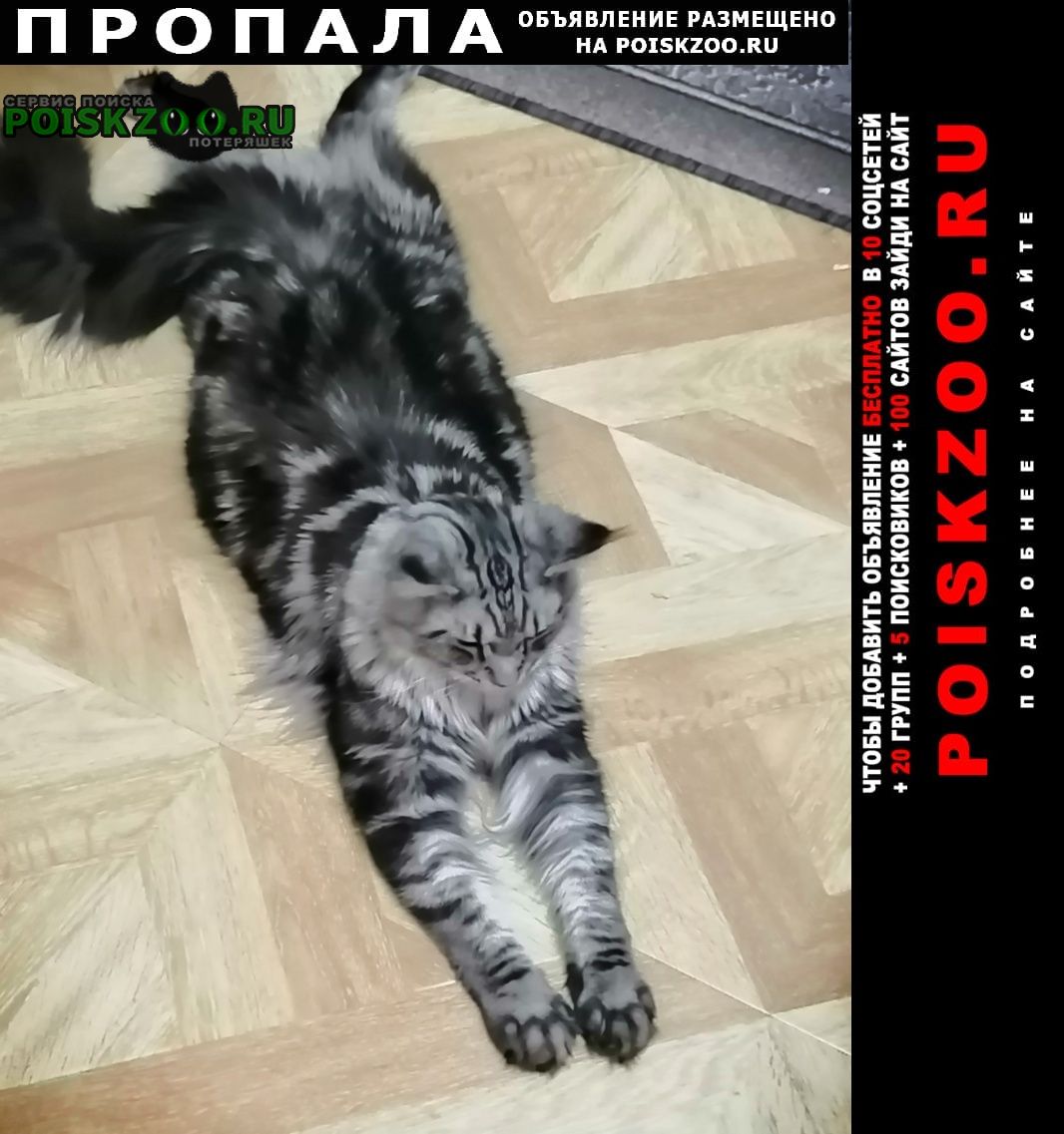 Белорецк Пропал кот