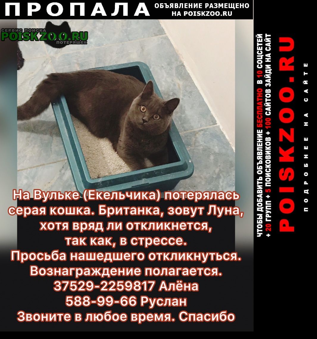 Пропала кошка Брест Брестская обл.