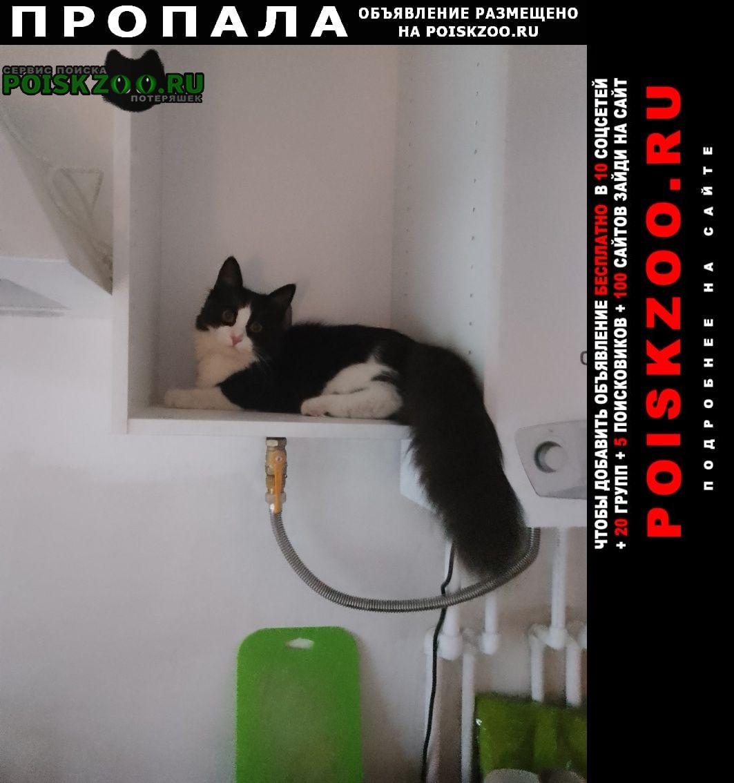 Пропал кот Ростов-на-Дону