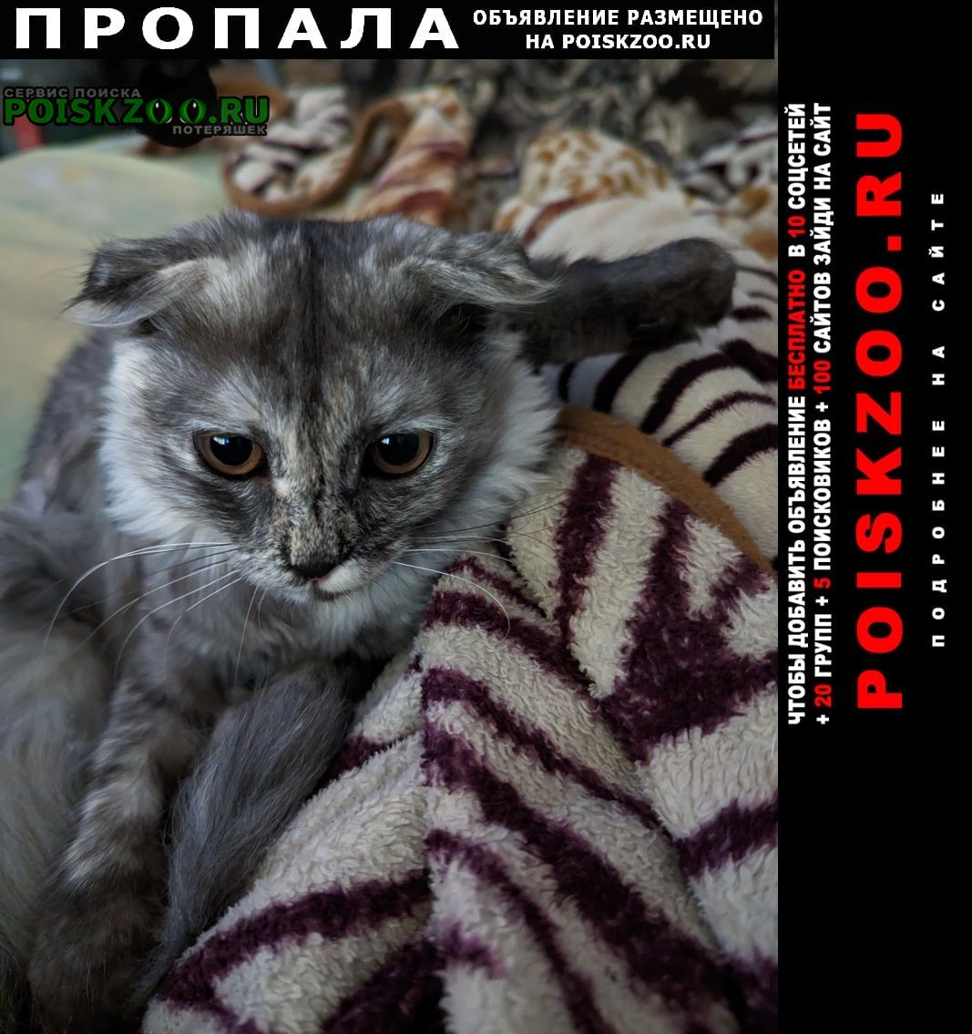 Пропала кошка Ставрополь