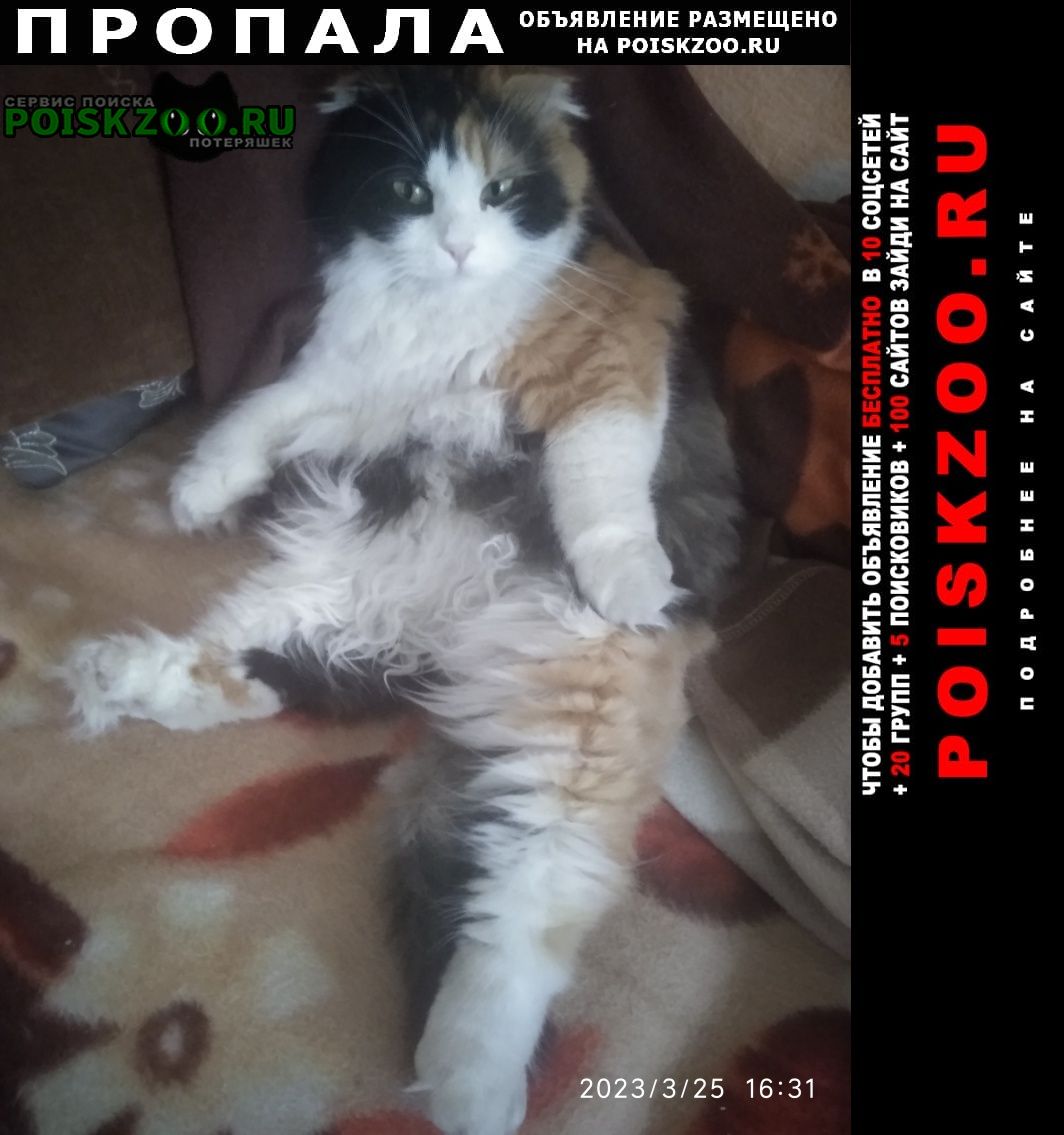 Пропала кошка трехцветная пушистая вислоухая Ростов-на-Дону