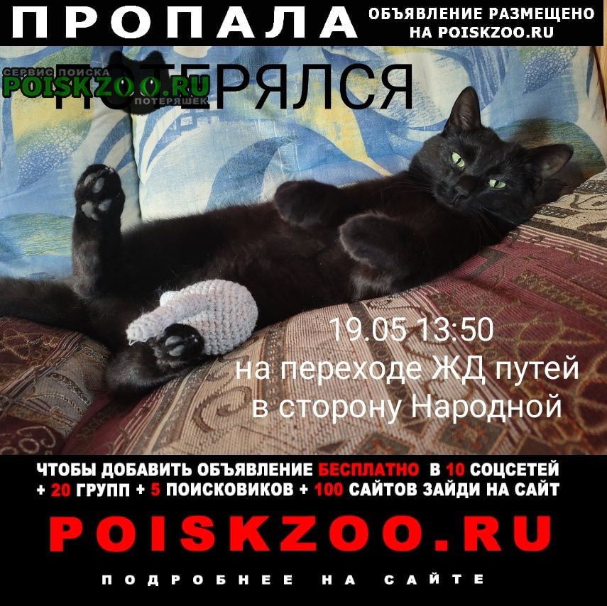 Пропал кот помогите вернуть честера домой Санкт-Петербург
