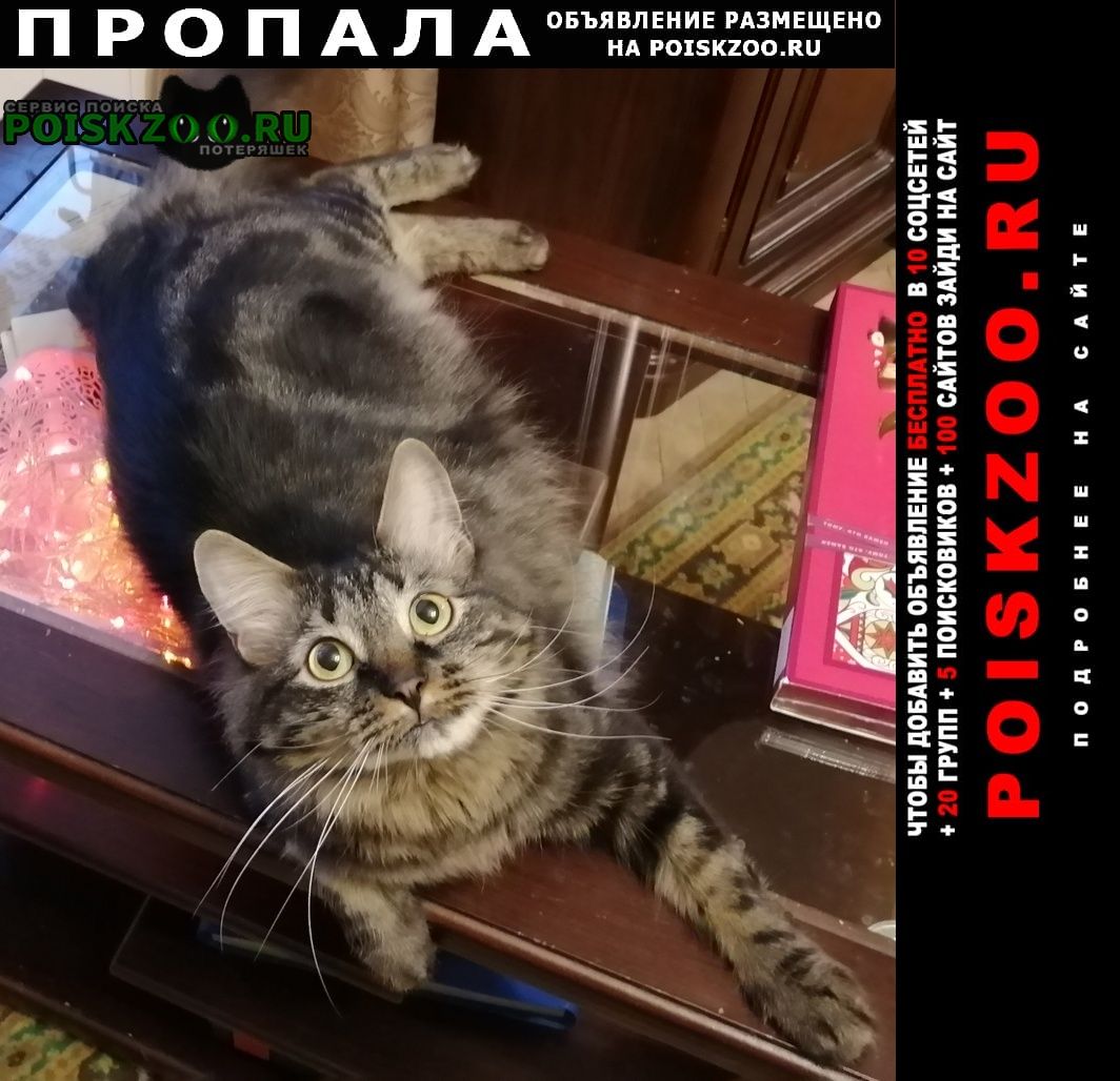 Королёв (Юбилейный) (Московская обл.) Пропал кот