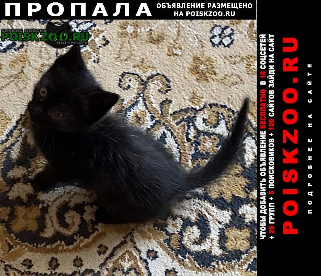 Пропала кошка Пятигорск