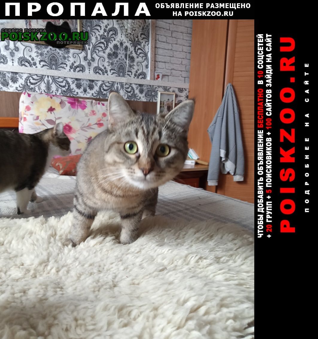 Чехов Пропал кот молодой котик