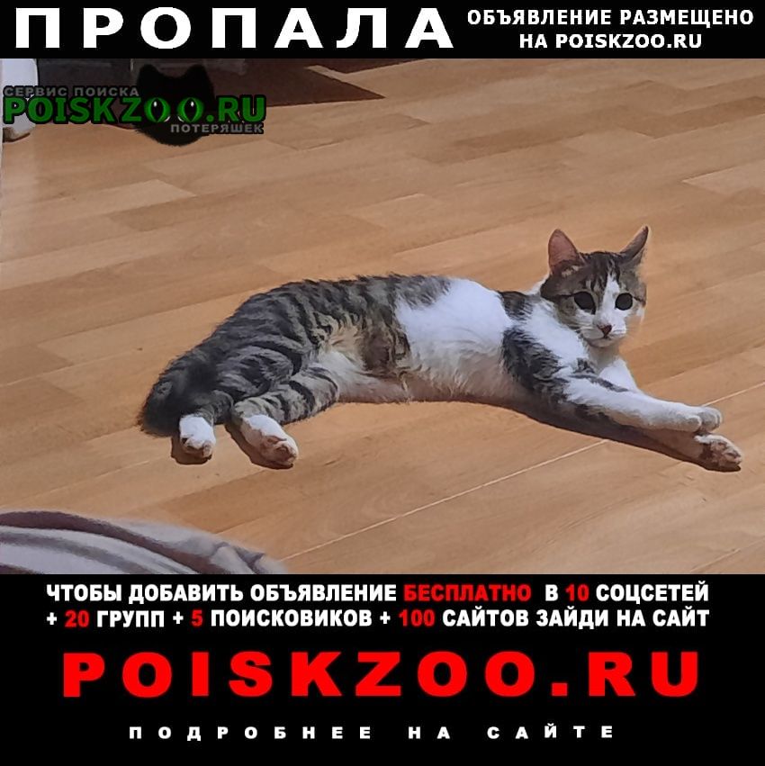 Томск Пропала кошка