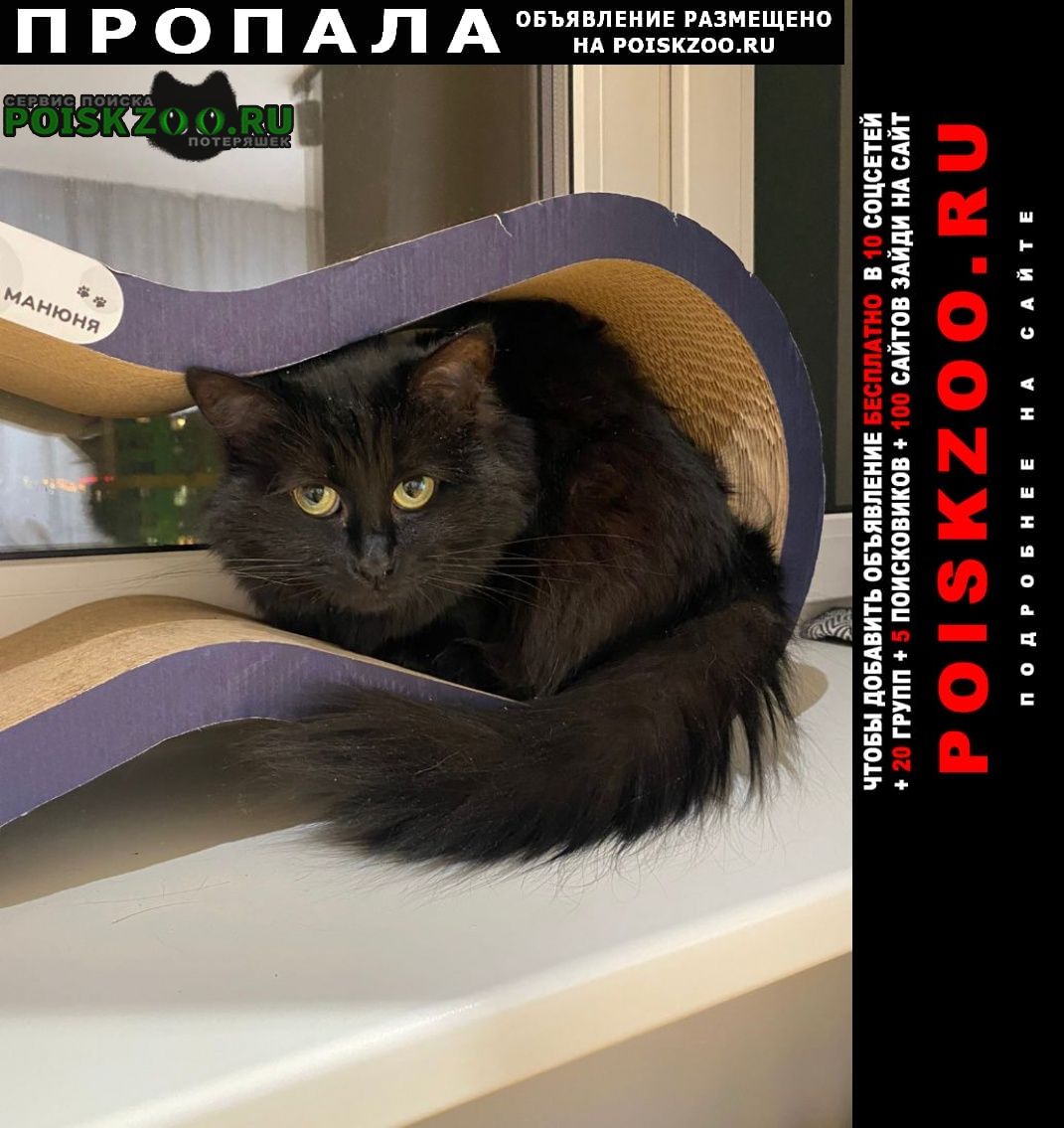 Москва Пропала кошка черная с длинной шерстью