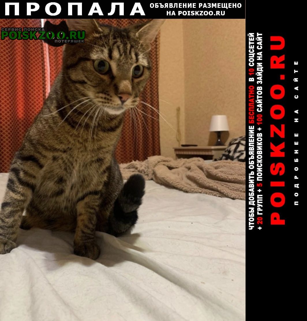 Пропал кот вознаграждение 5000 Краснодар