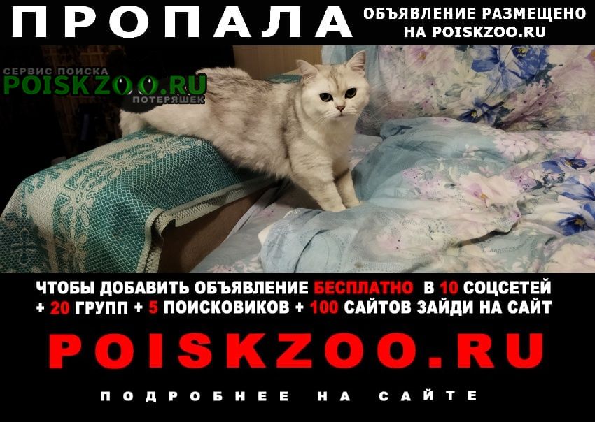 Пропала кошка 1 годик, британская шиншилла Санкт-Петербург