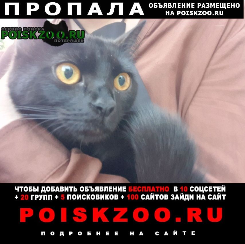 Пропала кошка черная кошка с жёлтыми глазами Брянск